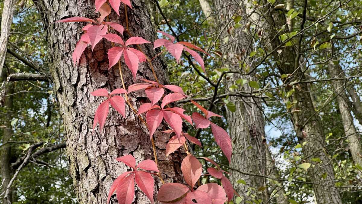 Tatai hétvégi kirándulás - Élménybeszámoló