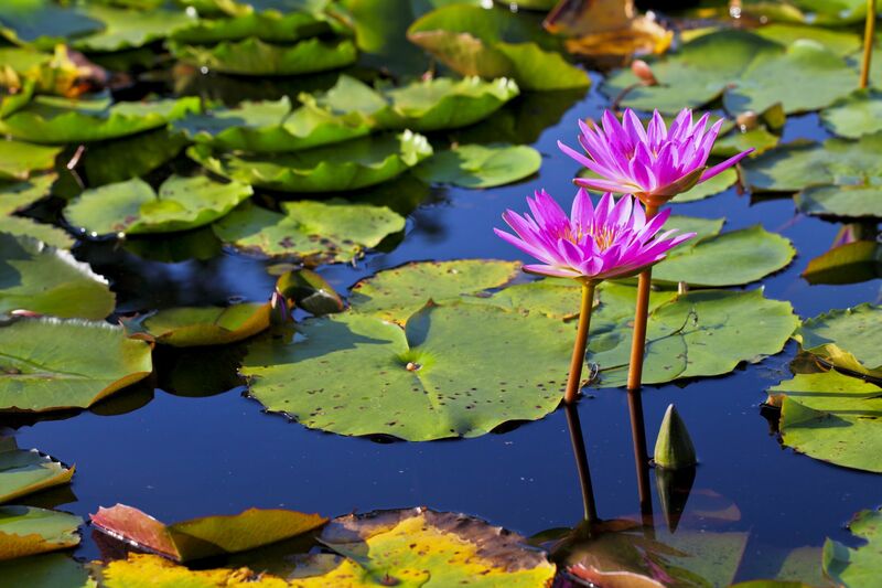 Olcsó szállás Hévíz Zavartalan lazítás Hévízen! - Lorabel Apartmanház -67%! Már 19 990 Ft/2 fő/2 éj-től! nyaralások
